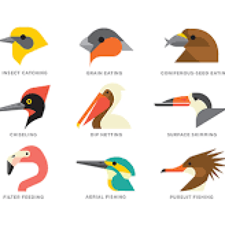 طرح جابر جمع آوری منقار پرندگان بصورت کامل با کارنما و آموزش کارتوپلاست